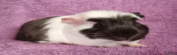 Guinea Pig rodents for sale: Beautiful Male Baby Guinea Pigs for sale  - Advert 3