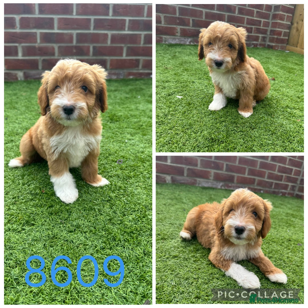 Cockapoo dogs for sale: Beautiful F1 TOY Cockapoos - Image 1