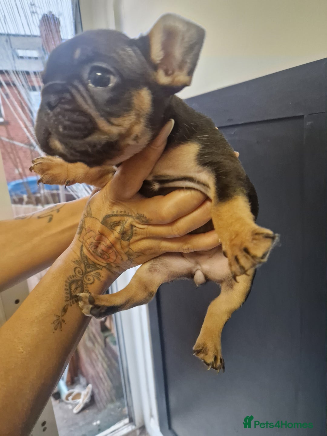 French Bulldog dogs for sale: Exotic French bulldog  - Advert 8