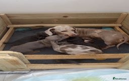 Miniature Dachshund dogs for sale: Isabella&tan dapple boy LONG HAIR  - Image 2