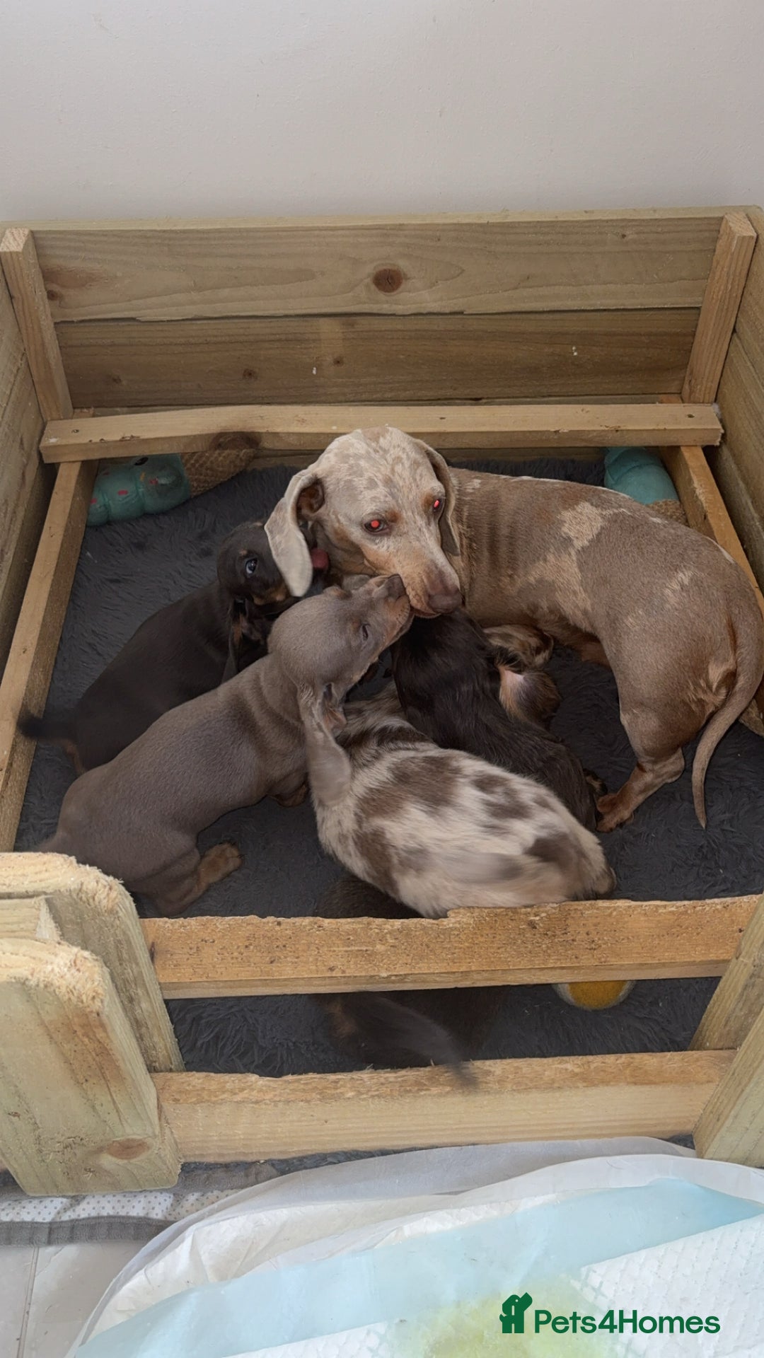 Miniature Dachshund dogs for sale: Isabella&tan dapple boy LONG HAIR  - Image 2