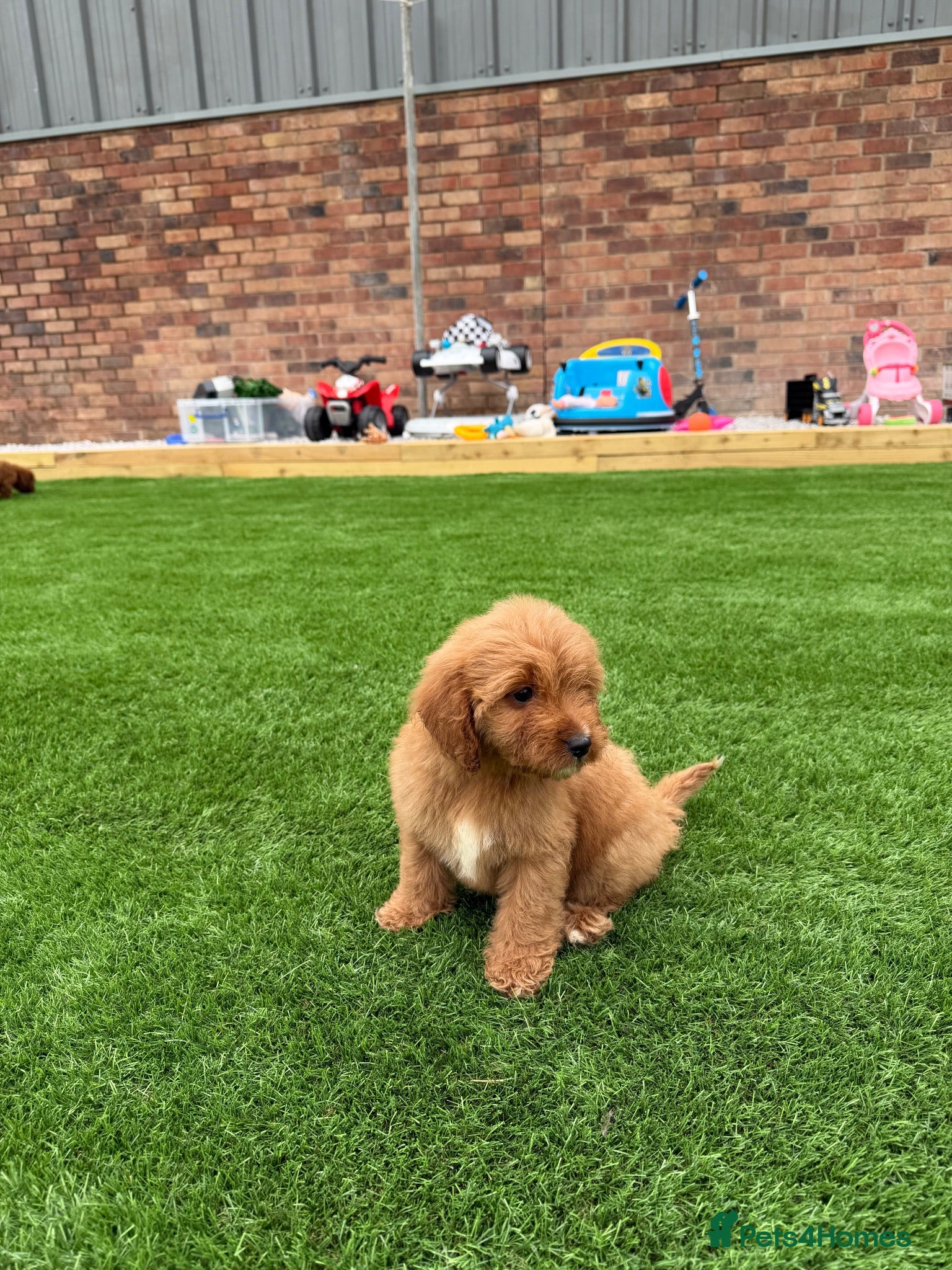 Cavapoo dogs F1 b Cavapoo  - Advert 2