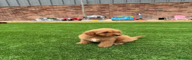 Cavapoo 1