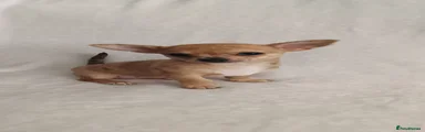 Chihuahua 3