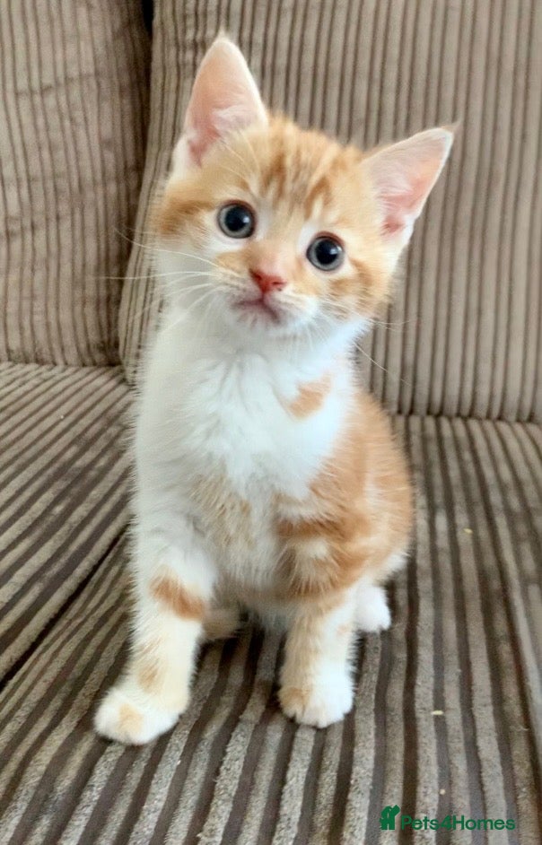 Mixed Breed cats for sale: Cute kittens ready now - Advert 5