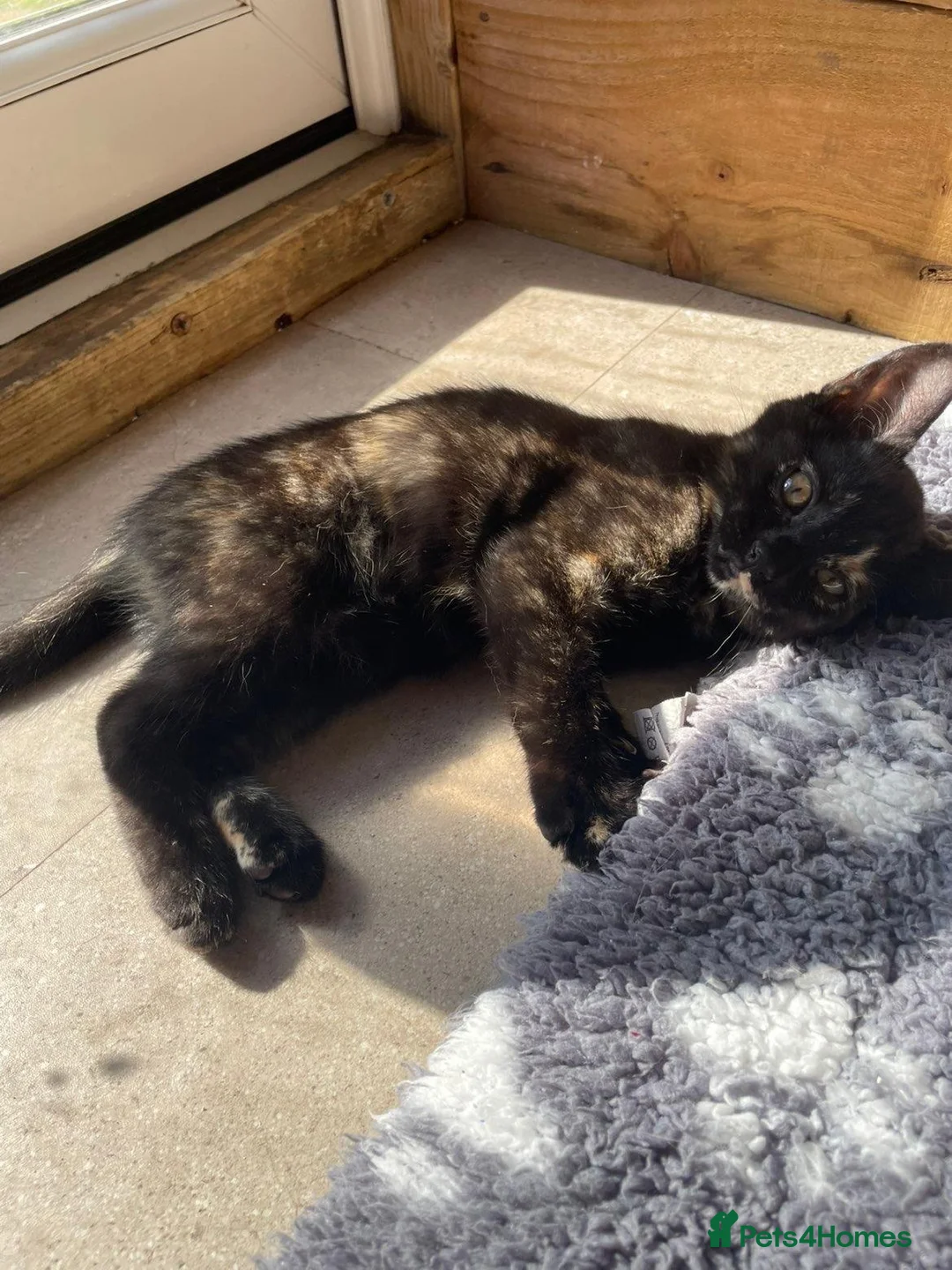 Mixed Breed cats for sale: Kittens for sale  - Advert 1