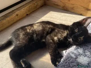 Mixed Breed cats Kittens for sale - Advert 1