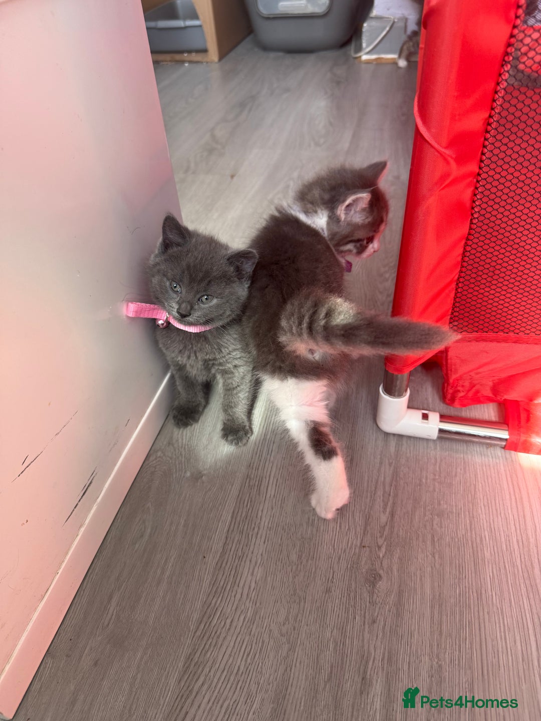 British Shorthair cats for sale: Beautiful bred British shorthairs  - Image 15