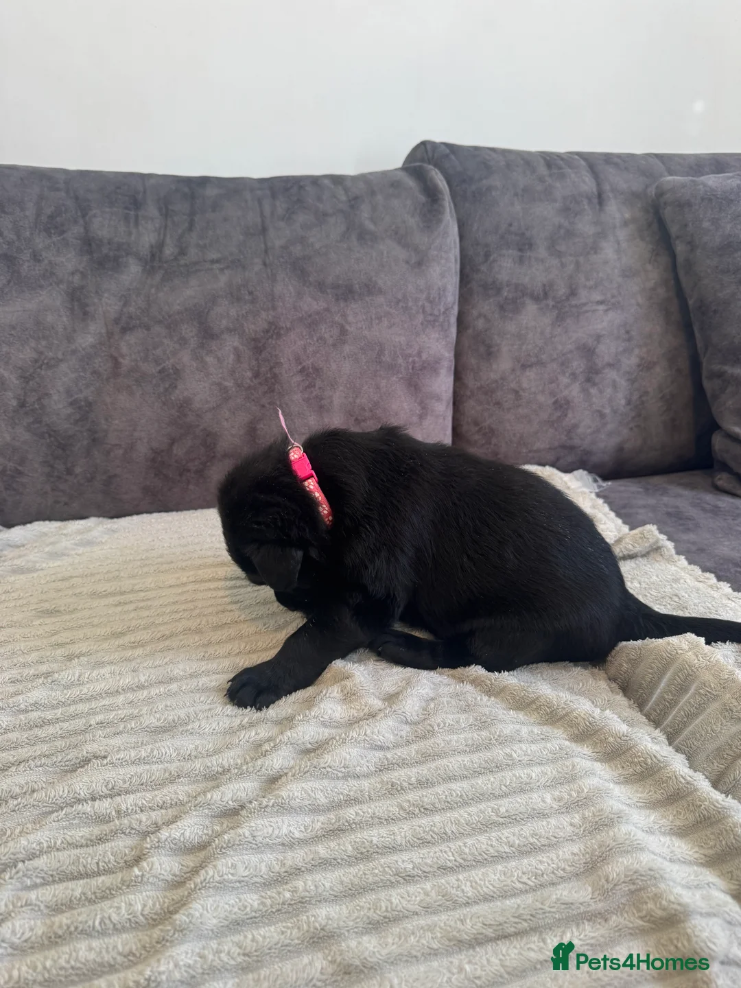 Labrador Retriever dogs for sale: KC Registered Black Chunky Labradors  - Advert 21