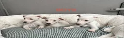 Whippet dogs for sale: Top Quality KC Reg Cream/white Whippet Puppies - Advert 8