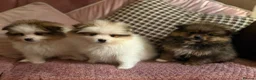 Pomeranian dogs for sale: STUNNING TEDDY BEAR POM PUPPIES  - Advert 1