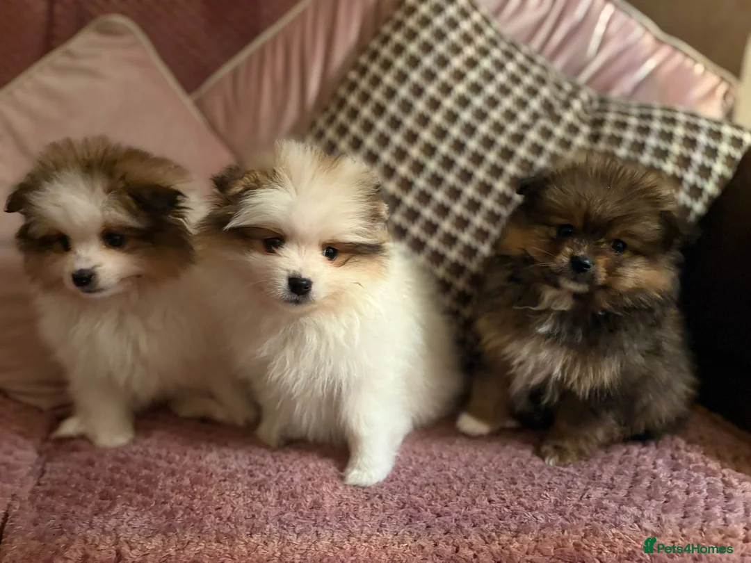 Pomeranian dogs for sale: STUNNING TEDDY BEAR POM PUPPIES  - Advert 1