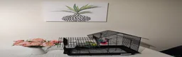 Budgerigars birds for sale: Ben and Bella  in London - Advert 5