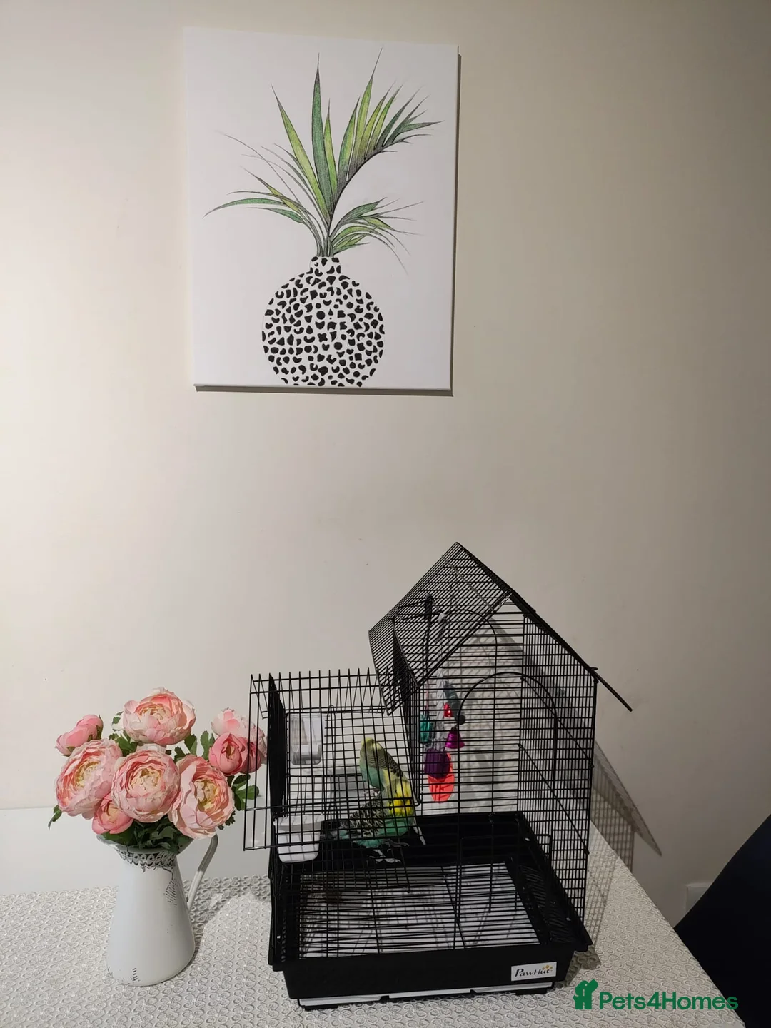 Budgerigars birds for sale: Ben and Bella  in London - Advert 5