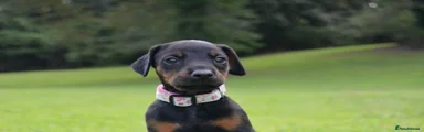 Dobermann 3