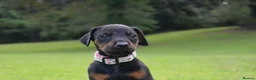 Dobermann dogs for sale: 4 Beautiful Doberman Puppies - Advert 3