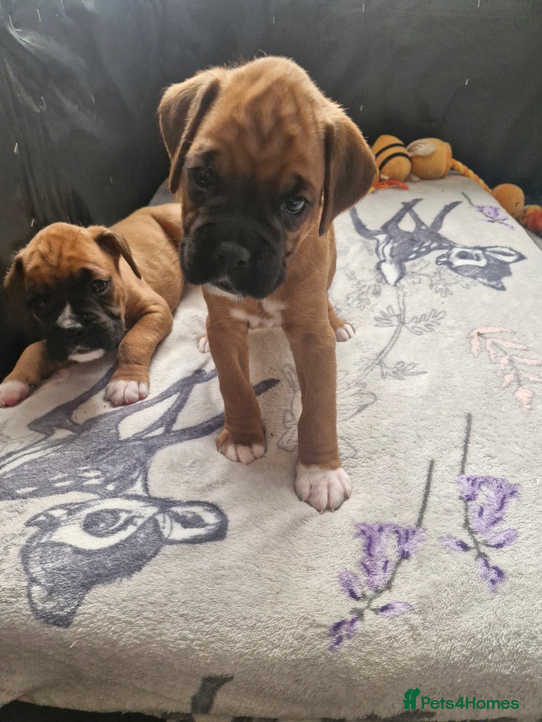 Boxer dogs for sale: Gorgeous Litter of 9 KC Registered Boxer Puppies - Image 8