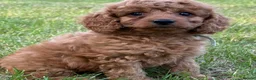 Cavapoo dogs for sale: Cavapoo puppies  - Advert 7