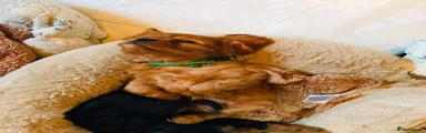 Cavalier King Charles Spaniel 2