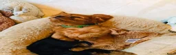 Cavalier King Charles Spaniel dogs for sale: Beautiful Cavalier King Charles Spaniel Puppies - Advert 10