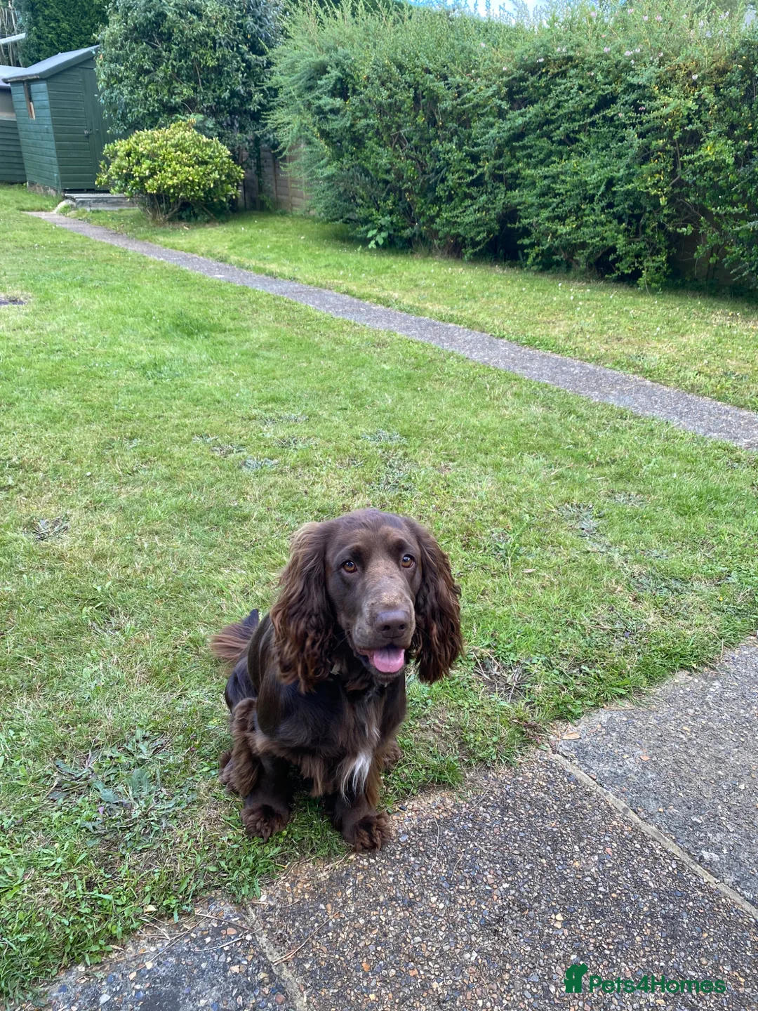 Cocker Spaniel dogs for stud: Meet Milo - Ready for Stud - Advert 9