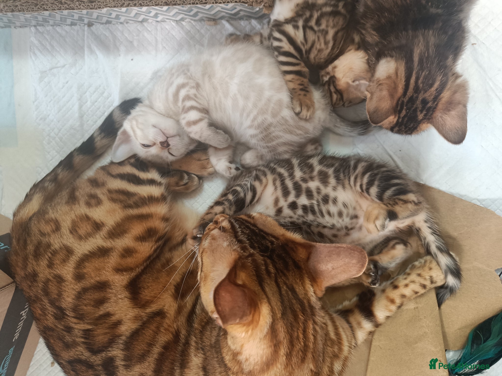 Bengal cats for sale: Absolutely beautiful pedigree bengal kittens - Advert 13