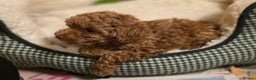 Toy Poodle dogs for sale: Beautiful RED & APRICOT Toy Poodles  - Advert 13