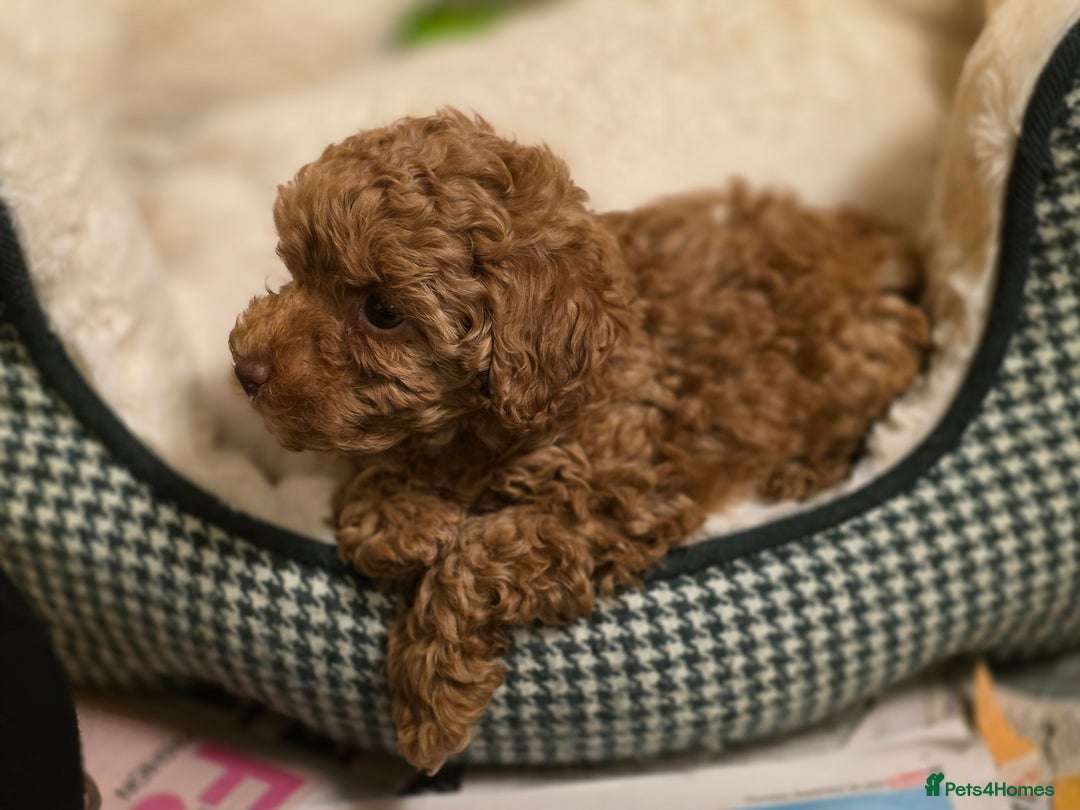 Toy Poodle dogs for sale: Beautiful RED & APRICOT Toy Poodles  - Advert 13
