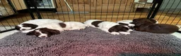 Sprocker dogs for sale: Two Sprocker Spaniel Dog Puppies For Sale in Newmarket - Advert 17