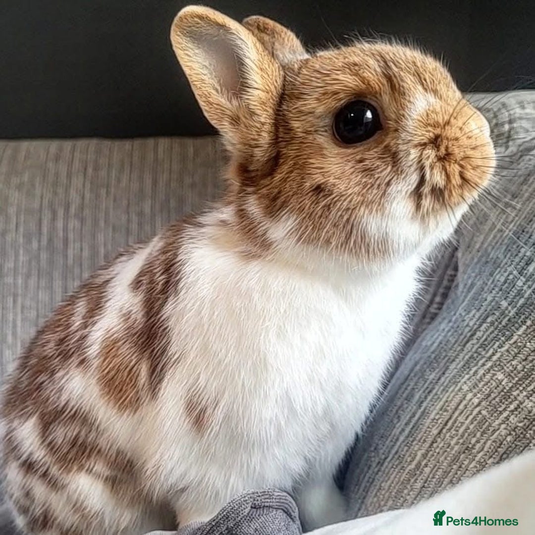 Netherland Dwarf rabbits for sale: Bonded pair of Netherlands dwarfs  - Image 1