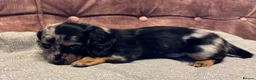 Dachshund dogs for sale: Miniature longhair dachshunds for sale - Advert 10
