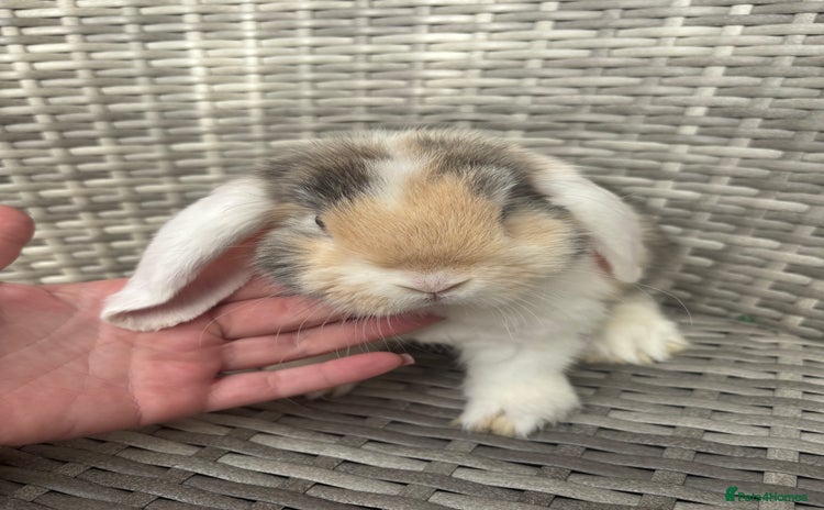 Mini Lop rabbits - Advert 2