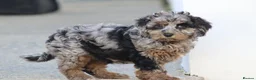 Cavapoochon dogs for sale: Beautiful Cavapoochon puppies for sale - Advert 21