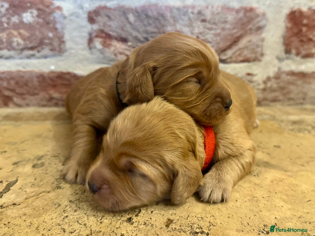 Cockapoo dogs for sale: F1 cockapoos  - Image 1