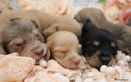 Miniature Dachshund dogs for sale: KC Longhair Miniature Dachshund Puppies - Image 35