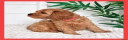 Cavapoo dogs for sale: Gorgeous cavapoo puppies from DNA tested parents - Advert 20