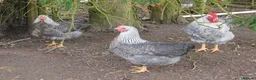Chickens poultry for sale: Trio of 2025 Silver Bielefelders POL - Advert 4