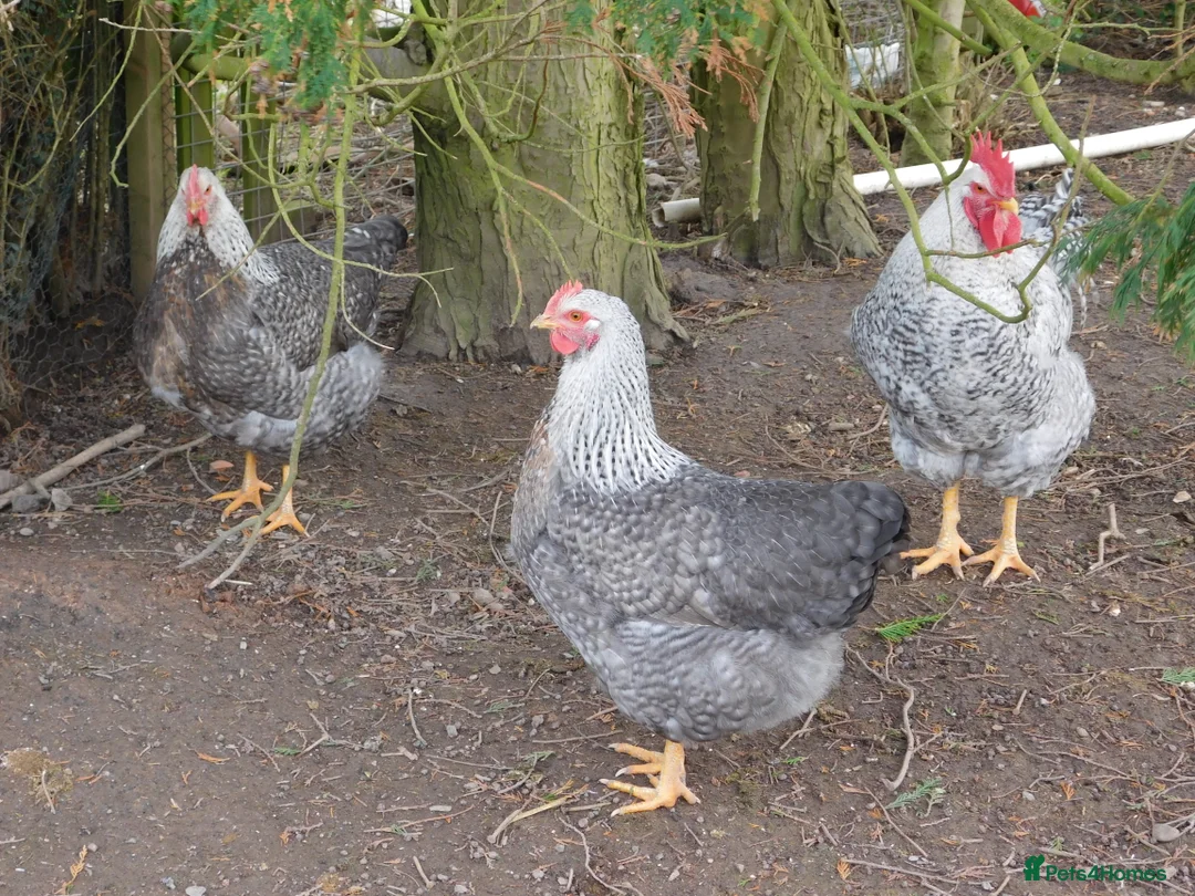 Chickens poultry for sale: Trio of 2025 Silver Bielefelders POL - Advert 4