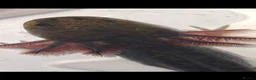 Axolotl reptiles for sale: Axolotls for sale COLLECTION ONLY in Salford - Advert 3