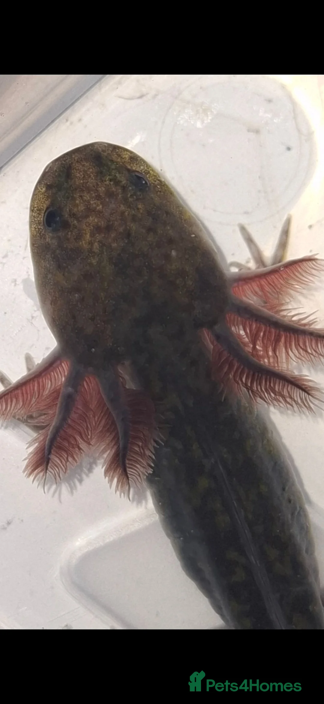 Axolotl reptiles for sale: Axolotls for sale COLLECTION ONLY in Salford - Advert 3