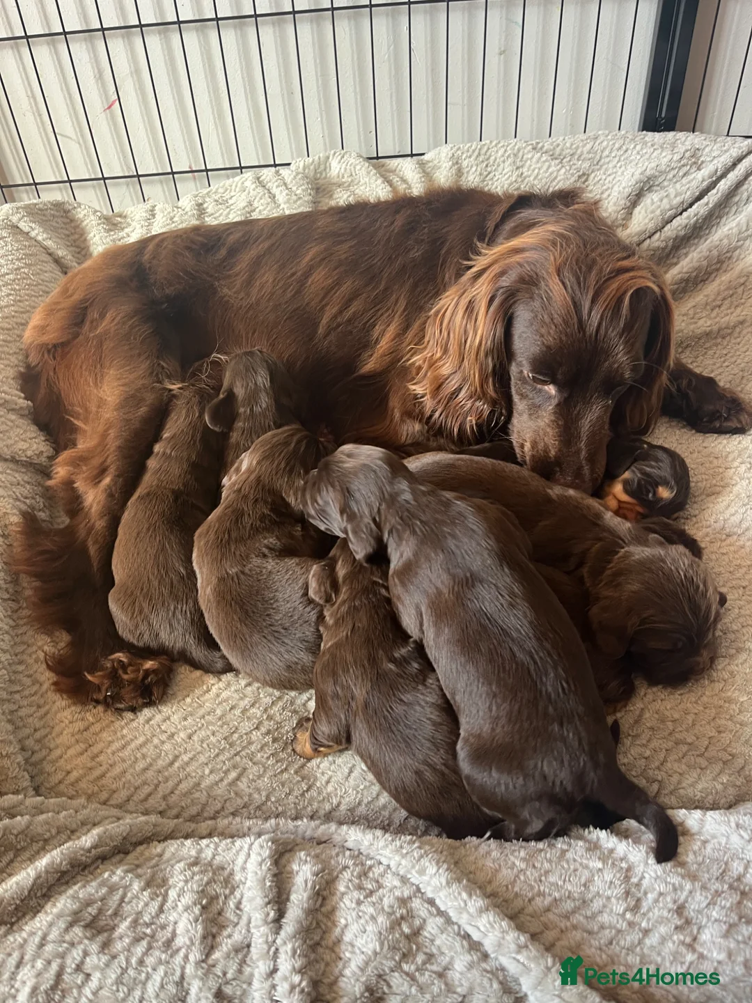 Cocker Spaniel dogs for sale: EXTENSIVELY HEALTH TESTED COCKER SPANIEL PUPPIES  - Advert 4