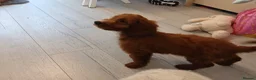Cockapoo dogs for sale: Red and apricot cockedpoo puppys - Advert 4