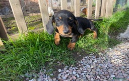 Dachshund dogs for sale: Miniature Dachshund Puppies ⭐️ only two left ⭐️ - Advert 11