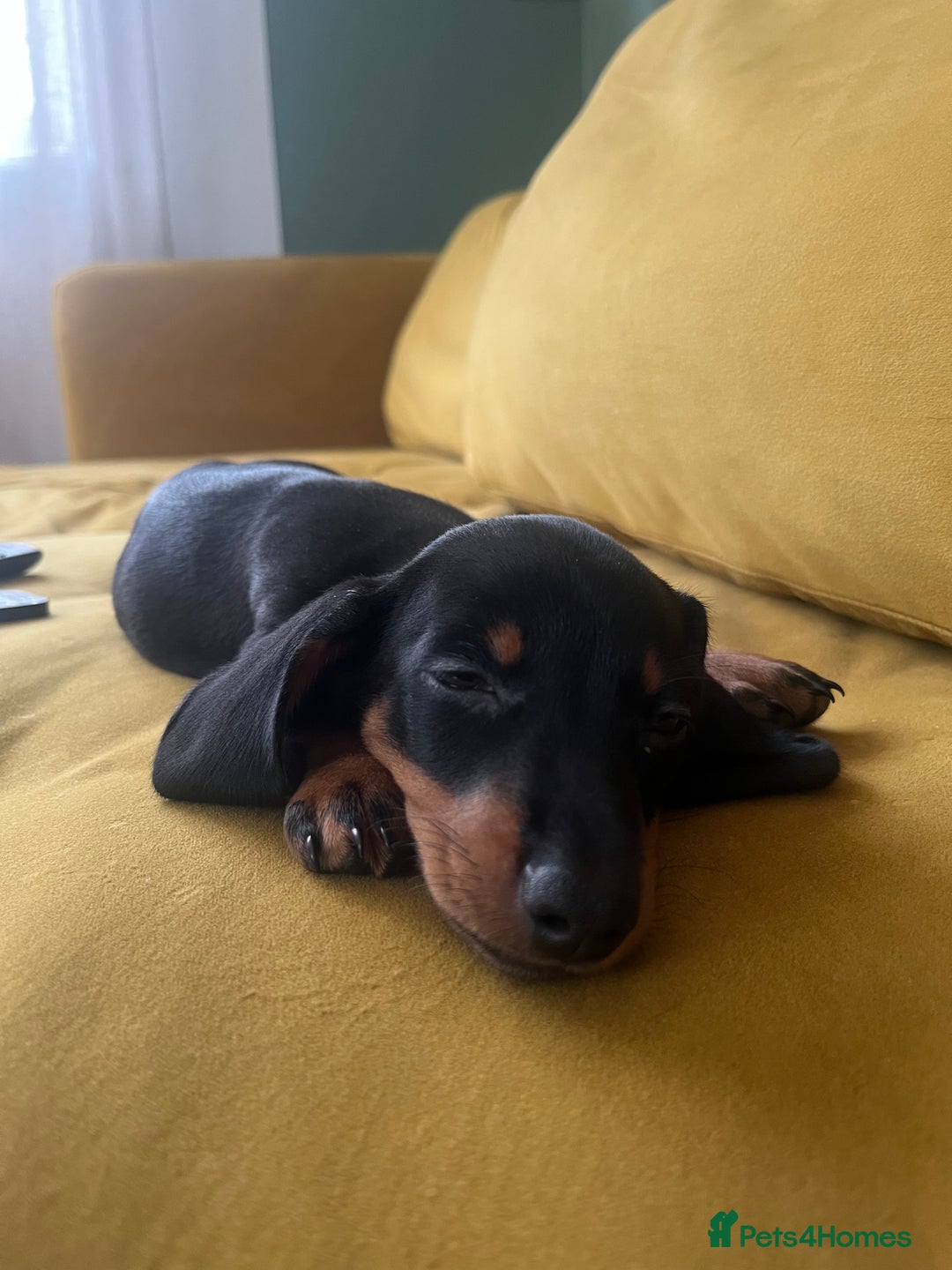 Miniature Dachshund dogs for sale: Adorable Dachshund Puppies for Sale! - Image 7