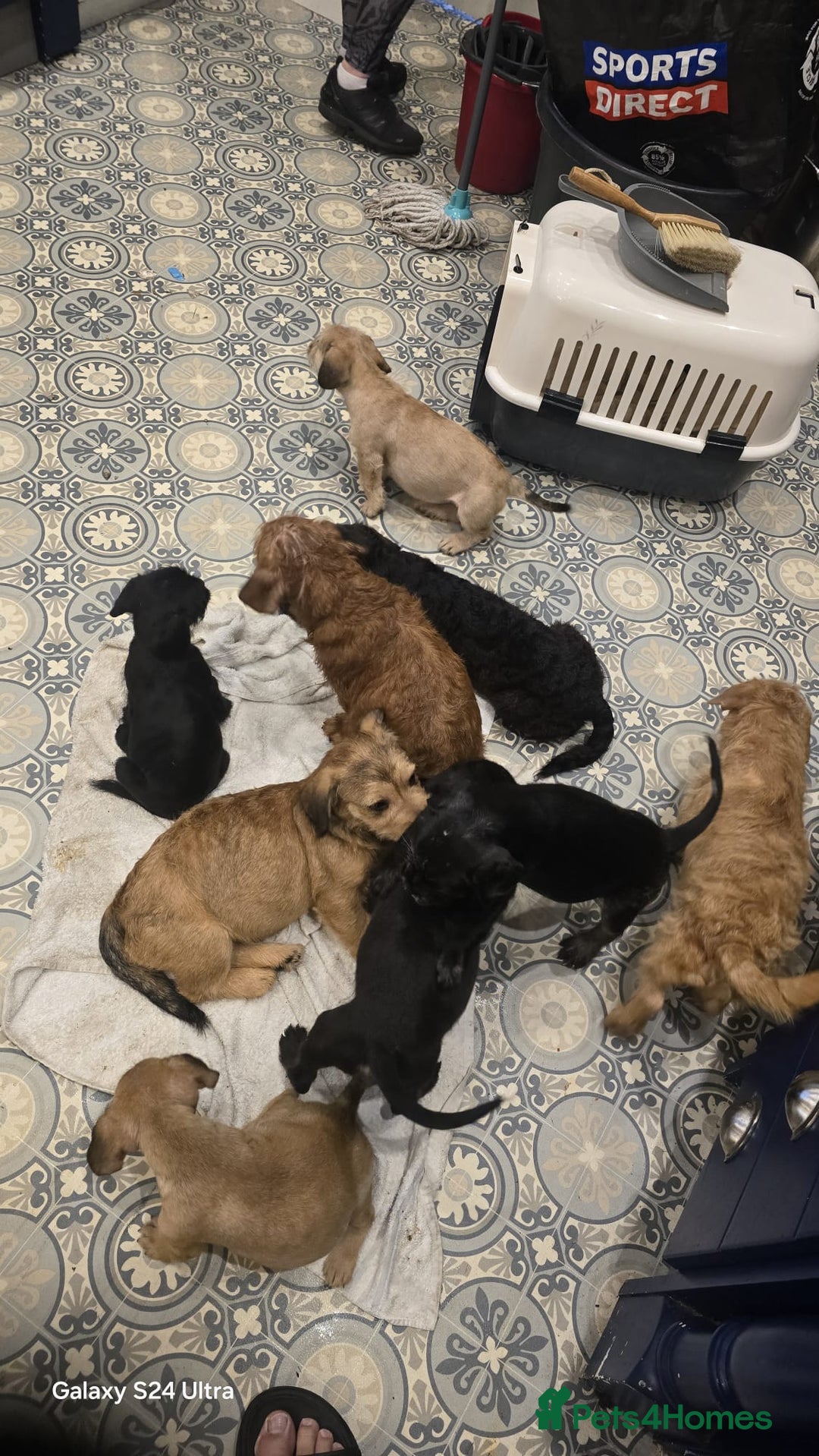 Mixed Breed dogs for sale: froodle french bulldog x poodle - Image 5