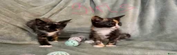 Mixed Breed cats for sale: 3 kittens looking for loving homes  - Advert 10