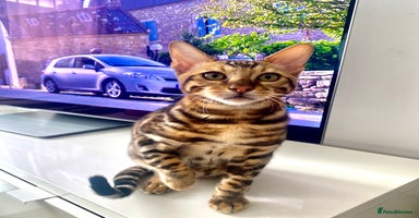 Bengal cats in Northampton - Advert 5