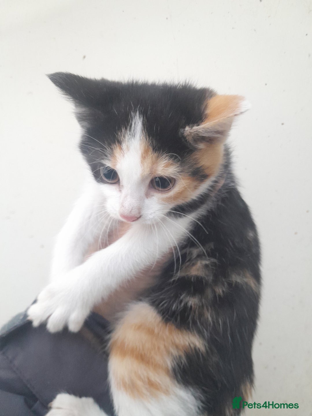 Manx cats for sale: Manx tailless kittens - Advert 1