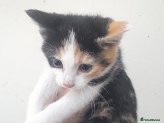 Manx cats Manx tailless kittens - Advert 1