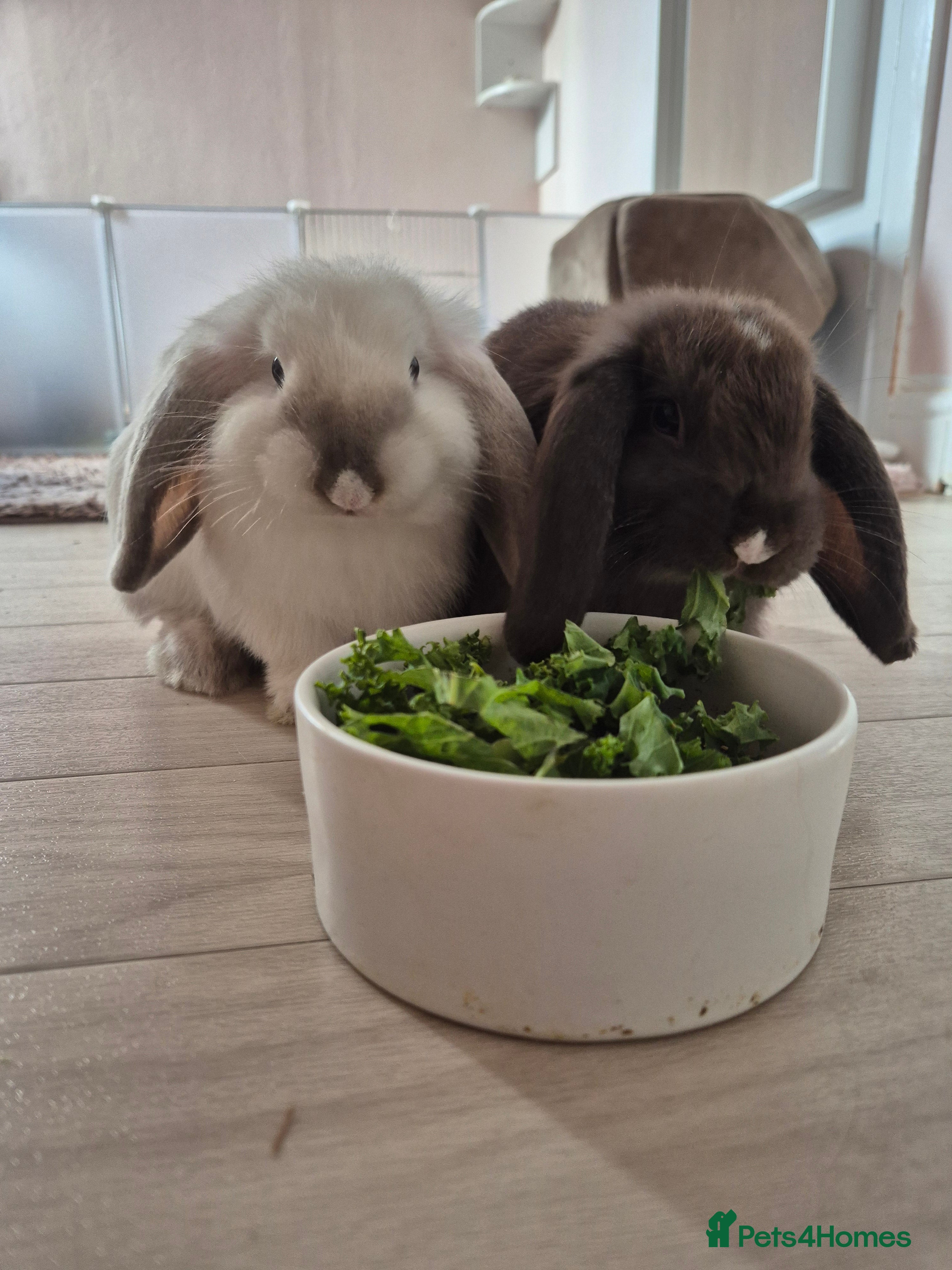 Mini Lop rabbits Mini lop pair  - Advert 1